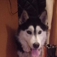 Подробнее об объявлении «Обнинск Найдена собака без ошейника» Фото: найдена собака Сибирская хаски «Обнинск Найдена собака без ошейника» в г. Обнинск
