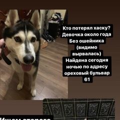 Подробнее об объявлении «Найдена собака Москва» Фото: найдена собака Сибирская хаски «Найдена собака Москва» в г. Москва