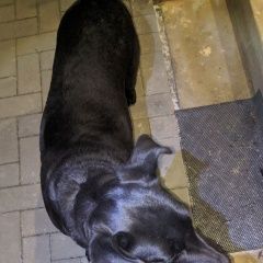 Подробнее об объявлении «Найдена собака чёрная самка Кобрин» Фото: найдена собака  «Найдена собака чёрная самка Кобрин» в г. Кобрин