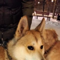 Подробнее об объявлении «Найдена собака митинская улица, 17, школа 1900. 18 час. Москва» Фото: найдена собака  «Найдена собака митинская улица, 17, школа 1900....» в г. Москва