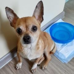 Подробнее об объявлении «Найдена собака кобель взрослый кобель чихуа Одинцово» Фото: найдена собака Чихуахуа «Найдена собака кобель взрослый кобель чихуа...» в г. Одинцово