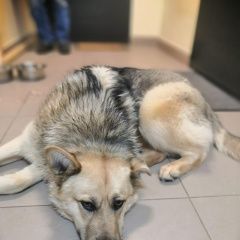 Подробнее об объявлении «Лобня Найдена собака кобель в деревне шолохово» Фото: найдена собака  «Лобня Найдена собака кобель в деревне шолохово» в г. Лобня