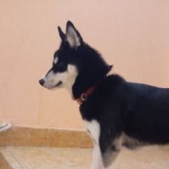 Подробнее об объявлении «Найдена собака Пермь» Фото: найдена собака Сибирская хаски «Найдена собака Пермь» в г. Пермь