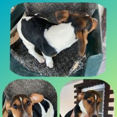 Подробнее об объявлении «Новороссийск Найдена собака район 8-я щель» Фото: найдена собака Джек рассел терьер «Новороссийск Найдена собака район 8-я щель» в г. Новороссийск