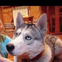 Подробнее об объявлении «Люберцы Найдена собака кобель» Фото: найдена собака  «Люберцы Найдена собака кобель» в г. Люберцы