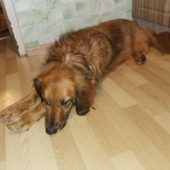 Подробнее об объявлении «Найдена собака хозяин отзовись Москва» Фото: найдена собака Английский кокер-спаниель «Найдена собака хозяин отзовись Москва» в г. Москва