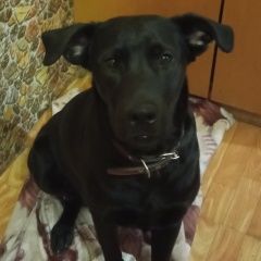 Подробнее об объявлении «Найдена собака Пермь» Фото: найдена собака  «Найдена собака Пермь» в г. Пермь