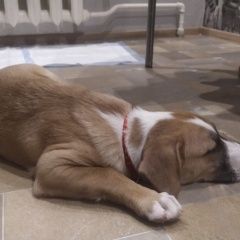 Подробнее об объявлении «Жуковский Найдена собака» Фото: найдена собака  «Жуковский Найдена собака» в г. Жуковский