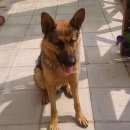 Подробнее об объявлении «Конаково Найдена собака кобель» Фото: найдена собака Немецкая овчарка «Конаково Найдена собака кобель» в г. Конаково