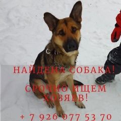 Подробнее об объявлении «Найдена собака Королев» Фото: найдена собака  «Найдена собака Королев» в г. Королев