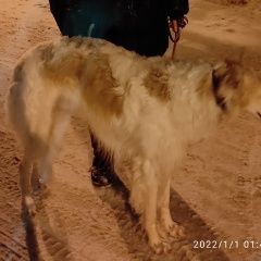 Подробнее об объявлении «Найдена собака с 31 на 1 января Чехов» Фото: найдена собака Русская псовая борзая «Найдена собака с 31 на 1 января Чехов» в г. Чехов