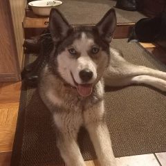 Подробнее об объявлении «Воронеж Найдена собака хаски» Фото: найдена собака  «Воронеж Найдена собака хаски» в г. Воронеж