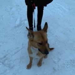 Подробнее об объявлении «Найдена собака Троицк» Фото: найдена собака  «Найдена собака Троицк» в г. Троицк