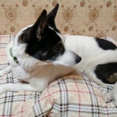 Подробнее об объявлении «Найдена собака Пермь» Фото: найдена собака  «Найдена собака Пермь» в г. Пермь