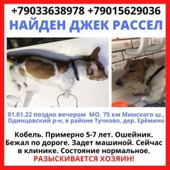 Подробнее об объявлении «Тучково Найдена собака кобель джек-рассел терьер» Фото: найдена собака  «Тучково Найдена собака кобель джек-рассел терьер» в г. Тучково