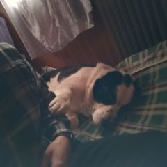 Подробнее об объявлении «Обнинск Найдена собака кобель алабай» Фото: найдена собака  «Обнинск Найдена собака кобель алабай» в г. Обнинск