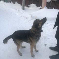Подробнее об объявлении «Найдена собака кобель Москва» Фото: найдена собака  «Найдена собака кобель Москва» в г. Москва