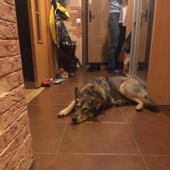 Подробнее об объявлении «Казань Найдена собака остроухая, серая» Фото: найдена собака  «Казань Найдена собака остроухая, серая» в г. Казань