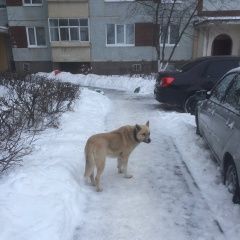 Подробнее об объявлении «Ульяновск Найдена собака» Фото: найдена собака  «Ульяновск Найдена собака» в г. Ульяновск