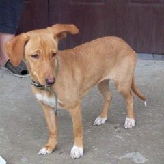 Подробнее об объявлении «Найдена собака Новороссийск» Фото: найдена собака  «Найдена собака Новороссийск» в г. Новороссийск