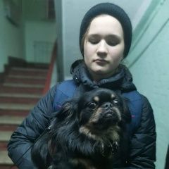 Подробнее об объявлении «Найдена собака кобель Москва» Фото: найдена собака Пекинес «Найдена собака кобель Москва» в г. Москва