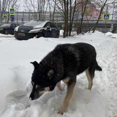 Подробнее об объявлении «Найдена собака кобель -1. потеряшка ищет хозяина. Балашиха» Фото: найдена собака  «Найдена собака кобель -1. потеряшка ищет...» в г. Балашиха