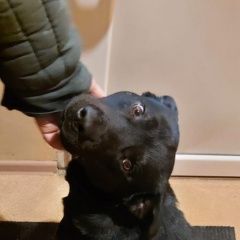 Подробнее об объявлении «Найдена собака кобель хозяин срочно отзовись Южно-Сахалинск» Фото: найдена собака Стаффордширский бультерьер «Найдена собака кобель хозяин срочно отзовись...» в г. Южно-Сахалинск