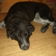 Подробнее об объявлении «Ульяновск Найдена собака черно-белый окрас, шерсть густая» Фото: найдена собака  «Ульяновск Найдена собака черно-белый окрас,...» в г. Ульяновск