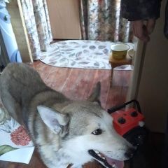 Подробнее об объявлении «Найдена собака кобель Кольчугино» Фото: найдена собака Западно-сибирская лайка «Найдена собака кобель Кольчугино» в г. Кольчугино