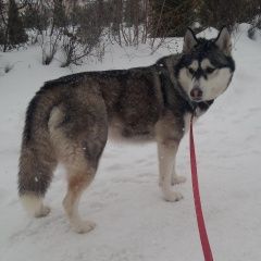 Подробнее об объявлении «Найдена собака молодая девочка хаски чер-бел Дмитров» Фото: найдена собака Сибирская хаски «Найдена собака молодая девочка хаски чер-бел...» в г. Дмитров