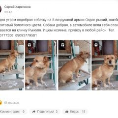 Подробнее об объявлении «Волгоград Найдена собака срочно ищем хозяина» Фото: найдена собака  «Волгоград Найдена собака срочно ищем хозяина» в г. Волгоград