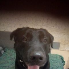 Подробнее об объявлении «Воронеж Найдена собака кобель чёрный лабрадор» Фото: найдена собака Лабрадор ретривер «Воронеж Найдена собака кобель чёрный лабрадор» в г. Воронеж