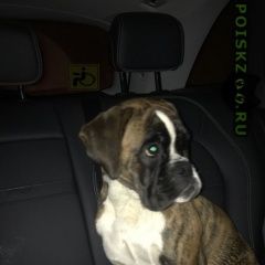 Подробнее об объявлении «Найдена собака Москва» Фото: найдена собака Боксер «Найдена собака Москва» в г. Москва