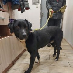 Подробнее об объявлении «Найдена собака кобель, рост 60 см в холке, без ошейника Санкт-Петербург» Фото: найдена собака  «Найдена собака кобель, рост 60 см в холке, без...» в г. Санкт-Петербург