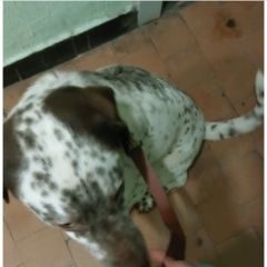 Подробнее об объявлении «Мытищи Найдена собака кобель» Фото: найдена собака  «Мытищи Найдена собака кобель» в г. Мытищи