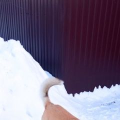 Подробнее об объявлении «Пенза Найдена собака кобель» Фото: найдена собака  «Пенза Найдена собака кобель» в г. Пенза
