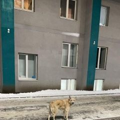 Подробнее об объявлении «Екатеринбург Найдена собака» Фото: найдена собака  «Екатеринбург Найдена собака» в г. Екатеринбург