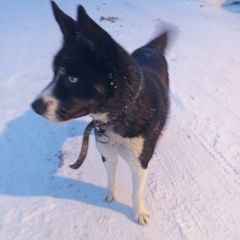 Подробнее об объявлении «Правдинский Найдена собака» Фото: найдена собака  «Правдинский Найдена собака» в г. Правдинский