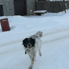 Подробнее об объявлении «Найдена собака Сысерть» Фото: найдена собака  «Найдена собака Сысерть» в г. Сысерть