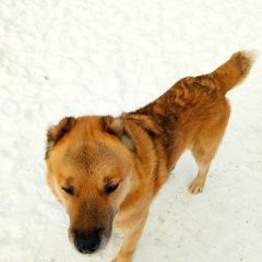 Подробнее об объявлении «Челябинск Найдена собака ждет хозяина» Фото: найдена собака  «Челябинск Найдена собака ждет хозяина» в г. Челябинск