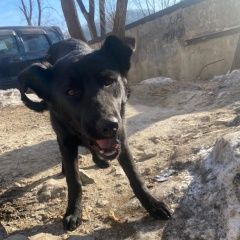 Картинка найдена собака В городе Владивосток обнаружена собачёнка. Владивосток
