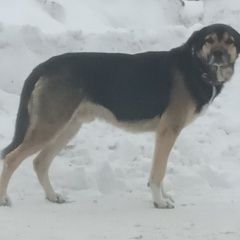 Подробнее об объявлении «Тюмень Найдена собака кобель» Фото: найдена собака  «Тюмень Найдена собака кобель» в г. Тюмень