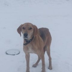 Подробнее об объявлении «Найдена собака Венев» Фото: найдена собака Гончая «Найдена собака Венев» в г. Венев