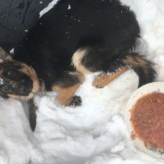 Подробнее об объявлении «Найдена собака овчарка - девочка. Высоковск» Фото: найдена собака Немецкая овчарка «Найдена собака овчарка - девочка. Высоковск» в г. Высоковск