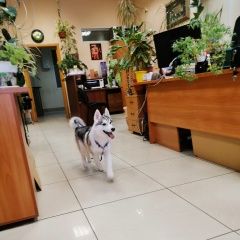 Подробнее об объявлении «Найдена собака кобель нашли щенка 3-6мес Москва» Фото: найдена собака Сибирская хаски «Найдена собака кобель нашли щенка 3-6мес Москва» в г. Москва