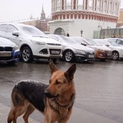 Подробнее об объявлении «Найдена собака Москва» Фото: найдена собака  «Найдена собака Москва» в г. Москва