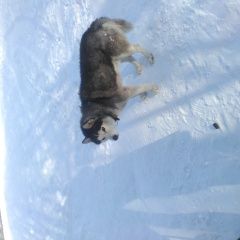 Подробнее об объявлении «Ульяновск Найдена собака гуляет на корунковой» Фото: найдена собака Западно-сибирская лайка «Ульяновск Найдена собака гуляет на корунковой» в г. Ульяновск