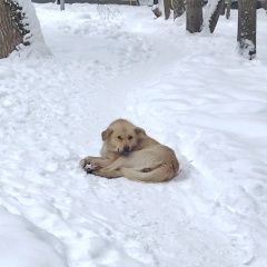 Подробнее об объявлении «Найдена собака кобель Москва» Фото: найдена собака  «Найдена собака кобель Москва» в г. Москва