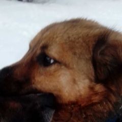 Подробнее об объявлении «Найдена собака 1 февраля в советском районе Орел» Фото: найдена собака  «Найдена собака 1 февраля в советском районе Орел» в г. Орел