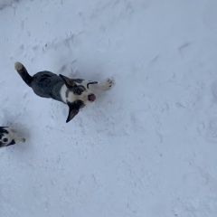 Подробнее об объявлении «Найдена собака две корги Химки» Фото: найдена собака  «Найдена собака две корги Химки» в г. Химки